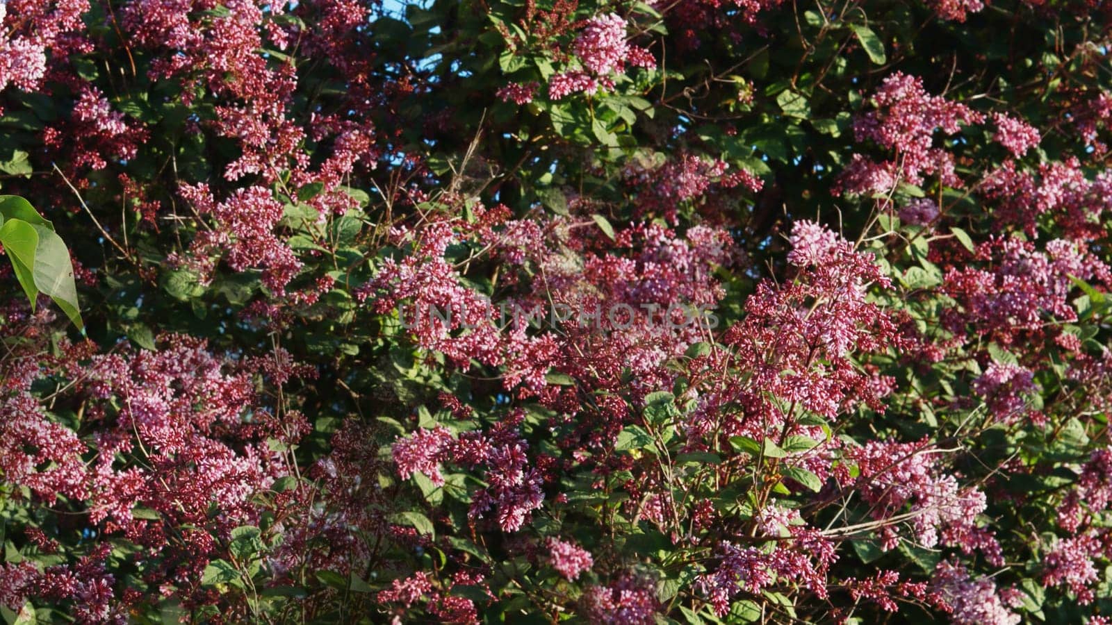 ilac syringa flowers in the garden. Blossoming Syringa vulgaris