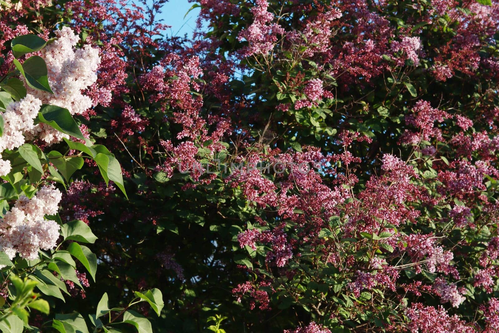 Blossom White And Violet Lilac Flowers Against Blurred Greenery Background. Bushes of white and red, lilac. Blossoming Syringa vulgaris.