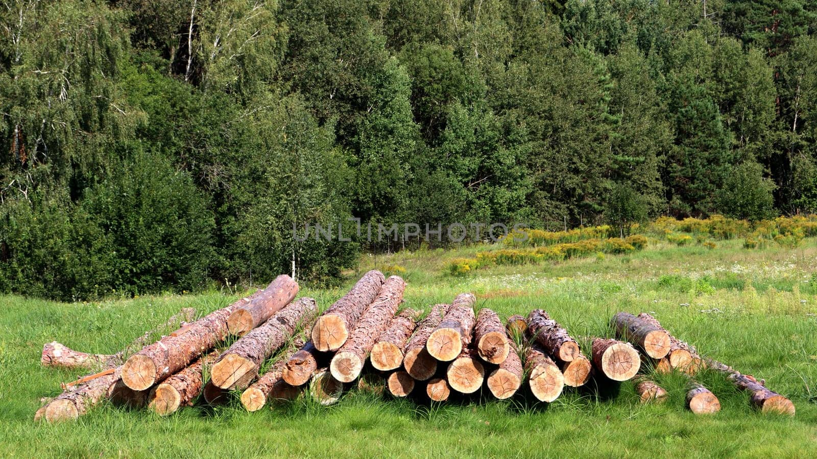 Wood cutting in forest. Pile, stack of many sawn tree logs. Log trunks are stacked.