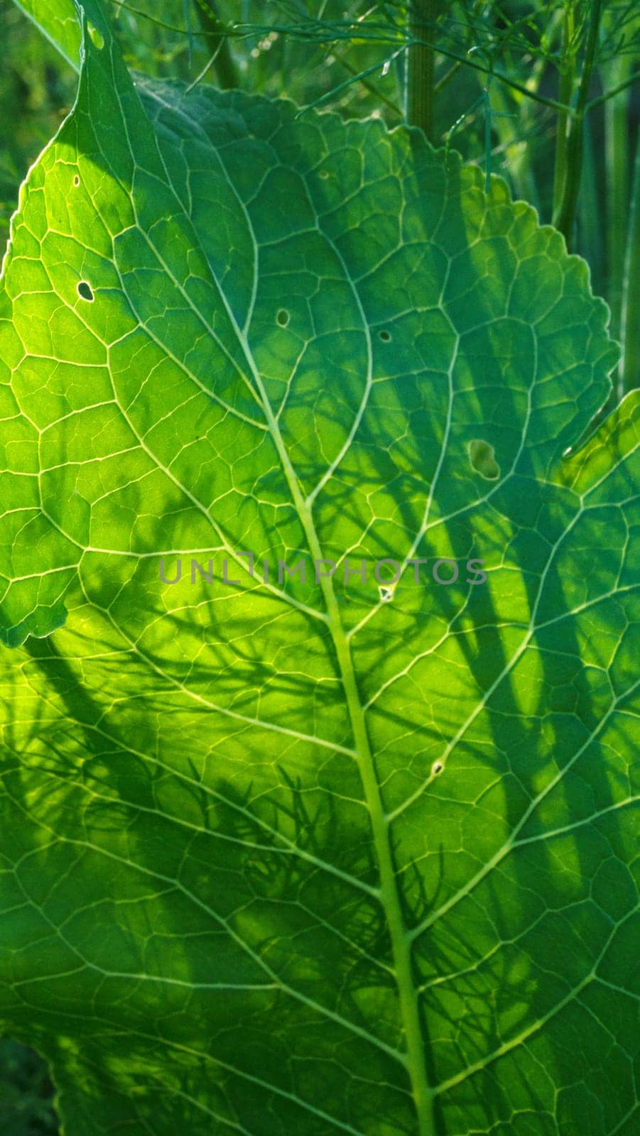 A vertical photo of a large horseradish leaf illuminated through bright light. Greens for food and medicine. Spring leaves.