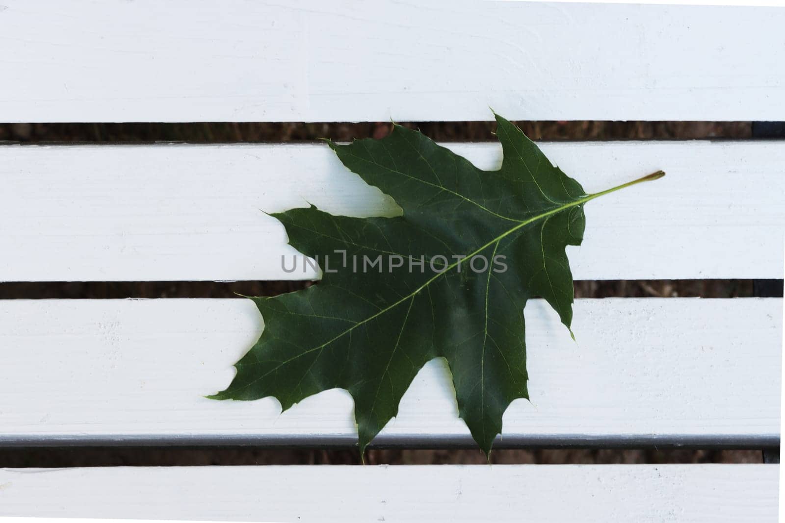 One fresh green maple leaf lies on white boards, top view. Conceptual image of a leaf from a tree.