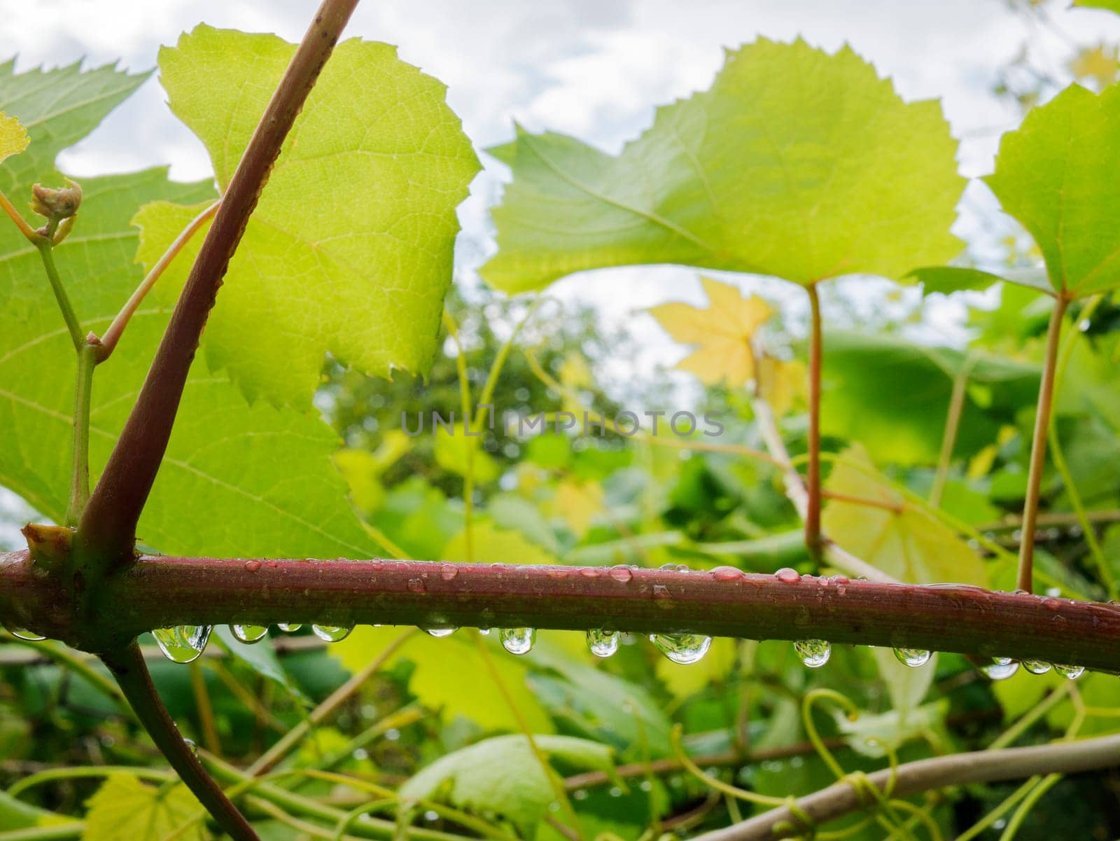 A thick stem from a grapevine with large drops of water on it, leaves.