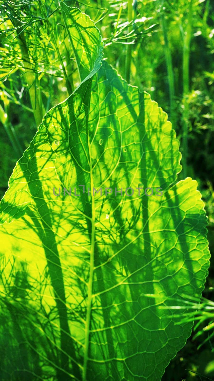 A large leaf of Horseradish on a bed along with dill close-up under the rays of the sun.