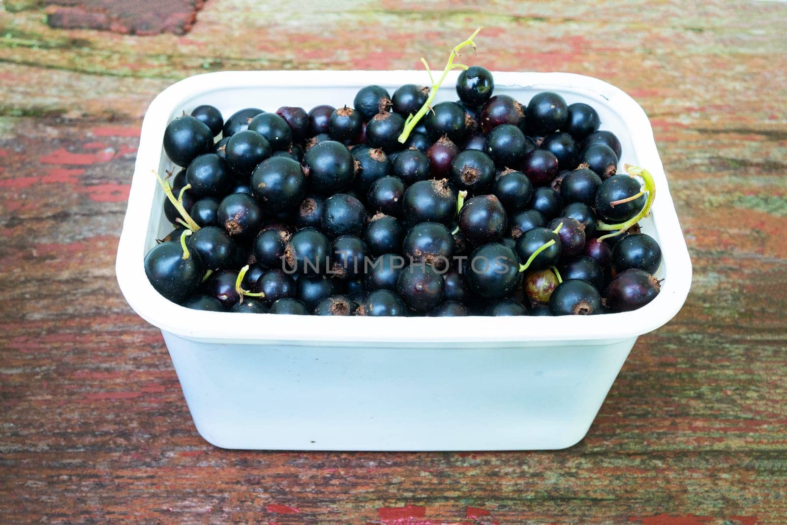 Freshly picked currants in a white plastic box on a wooden red background.