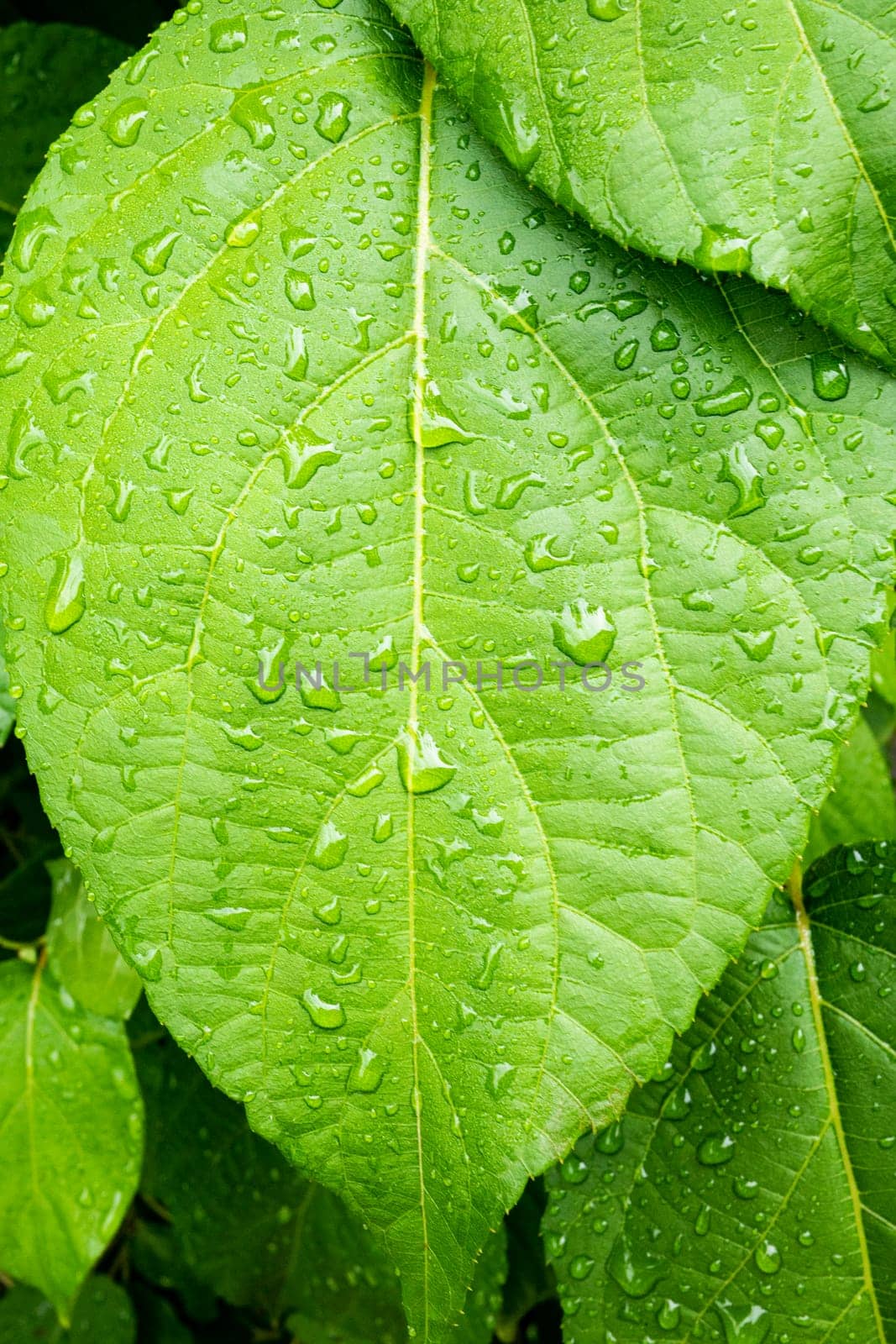 Vertical close-up photo of Schisandra sinensis leaf with water drops. Spring leaves.