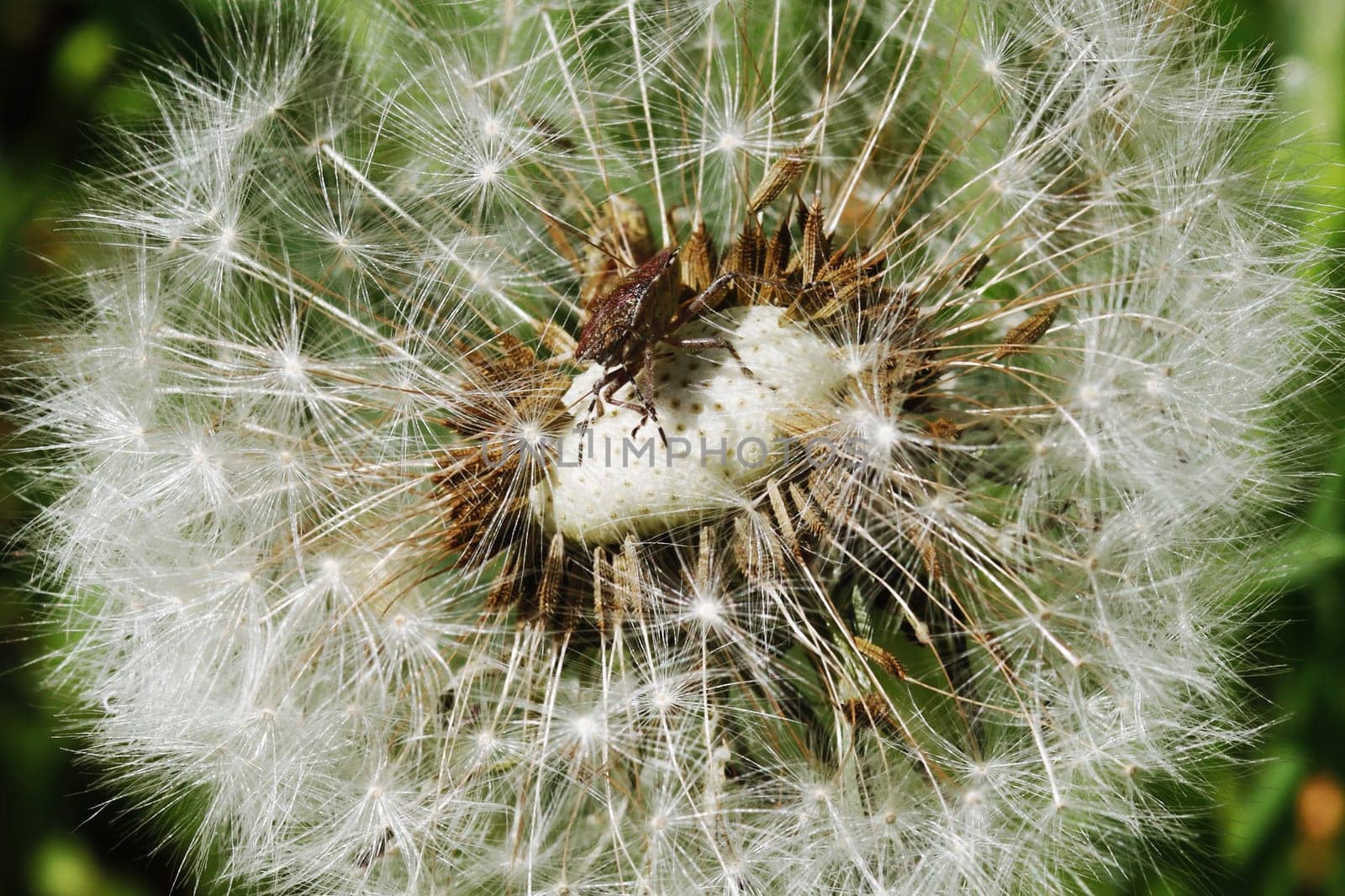 Macro photo of a falling bud of a white dandelion and an insect sitting on it. A forest bug sits on a dandelion close-up.