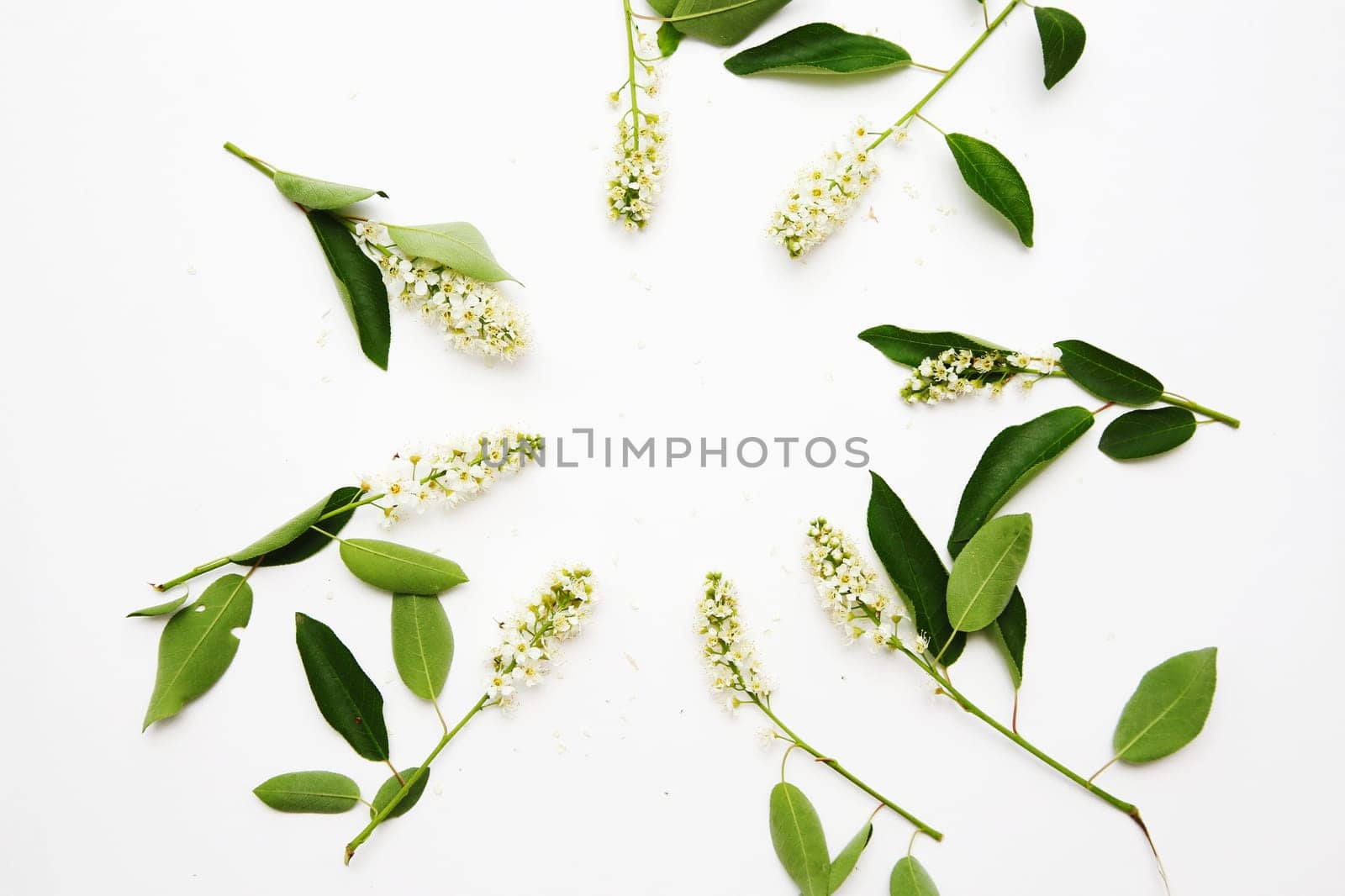 Composition of flowering chestnut branches on a white background, top view, flat lay.