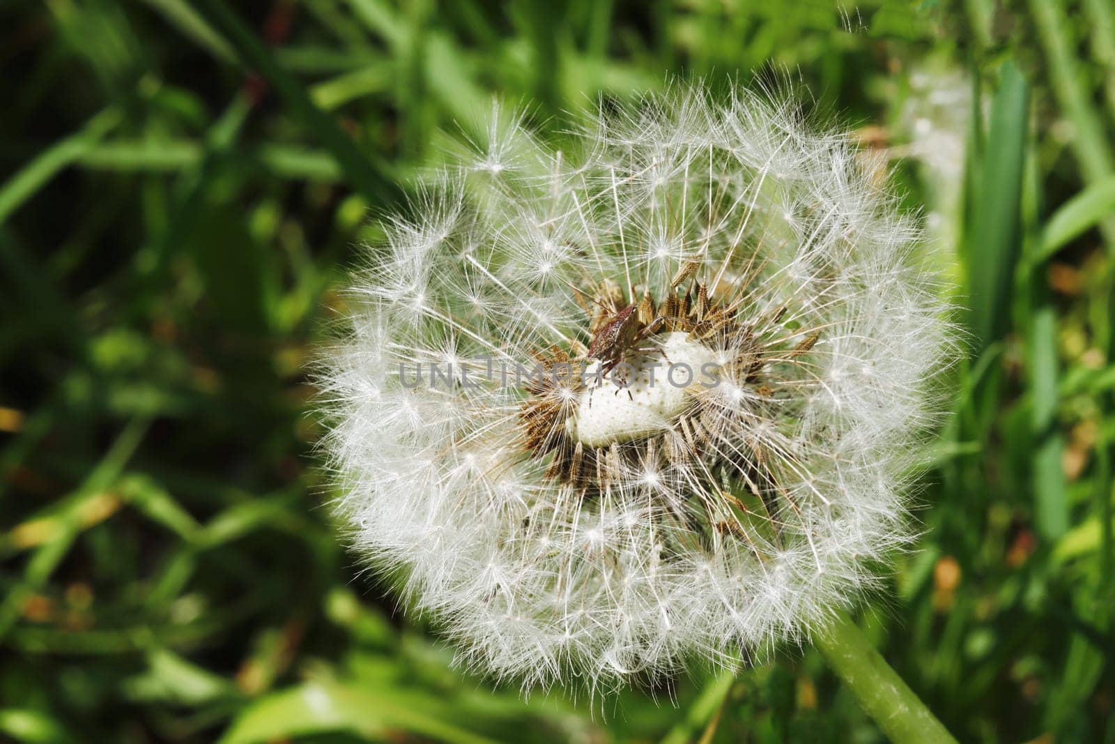 Beautiful dandelion. White dandelion flowers in green grass. An insect sitting on a dandelion.