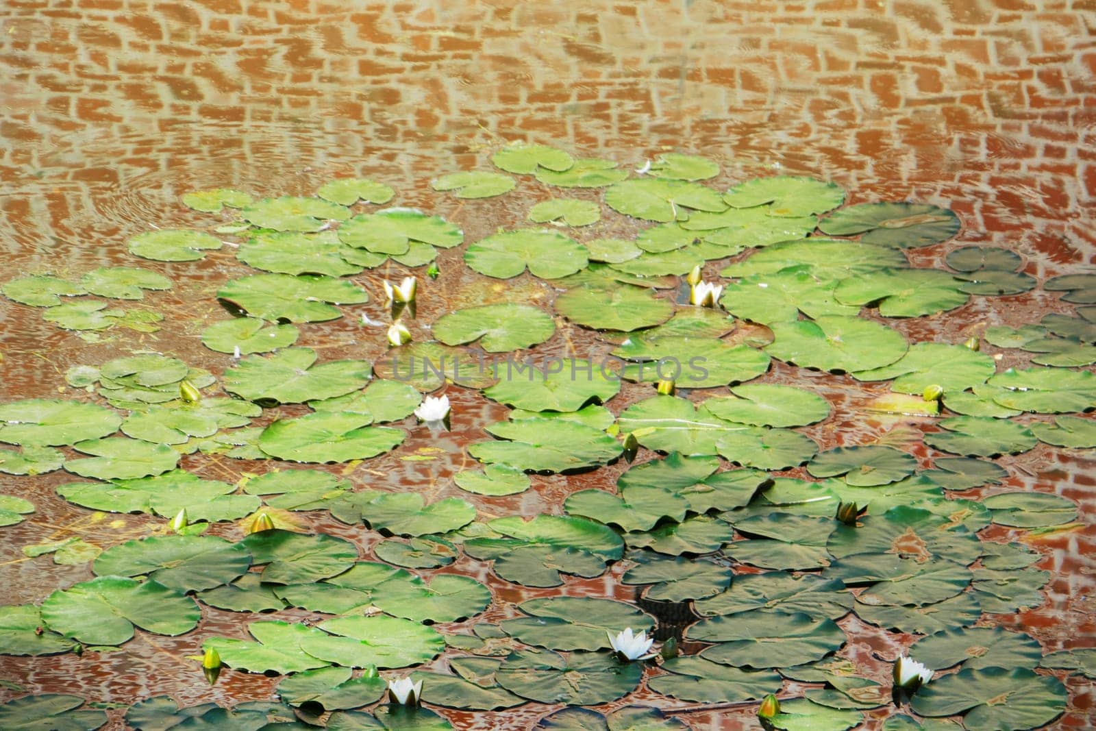 Water lilies in a pond with an antique brick wall reflected in the water.