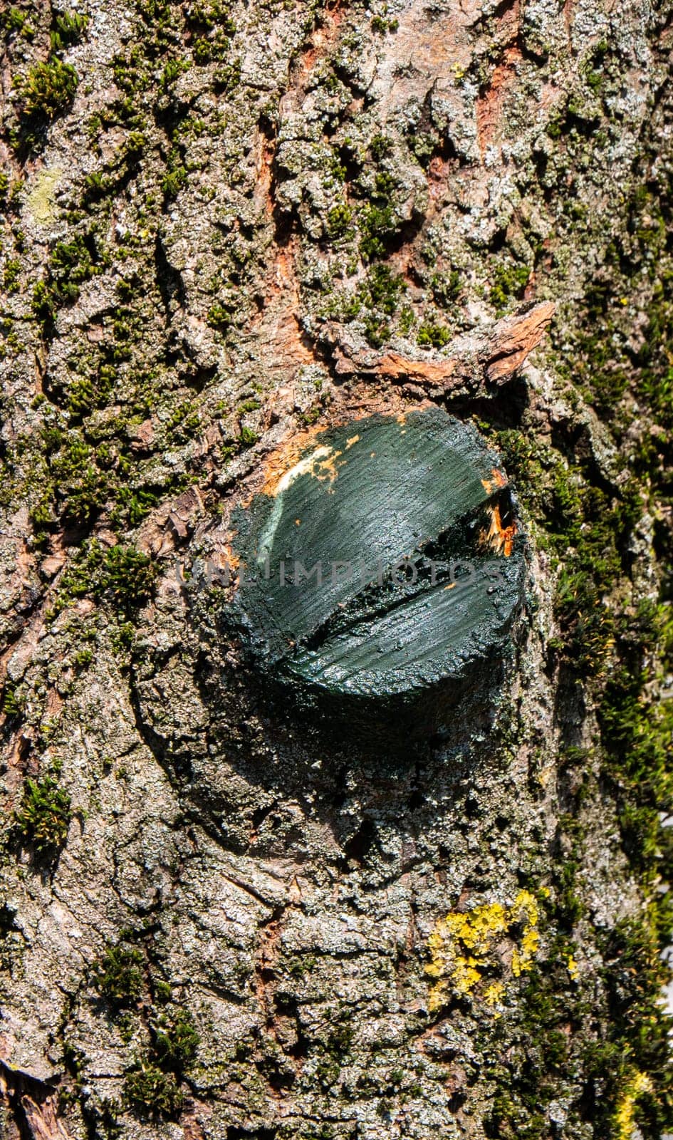 A cut branch with a processed frame on a tree close-up.