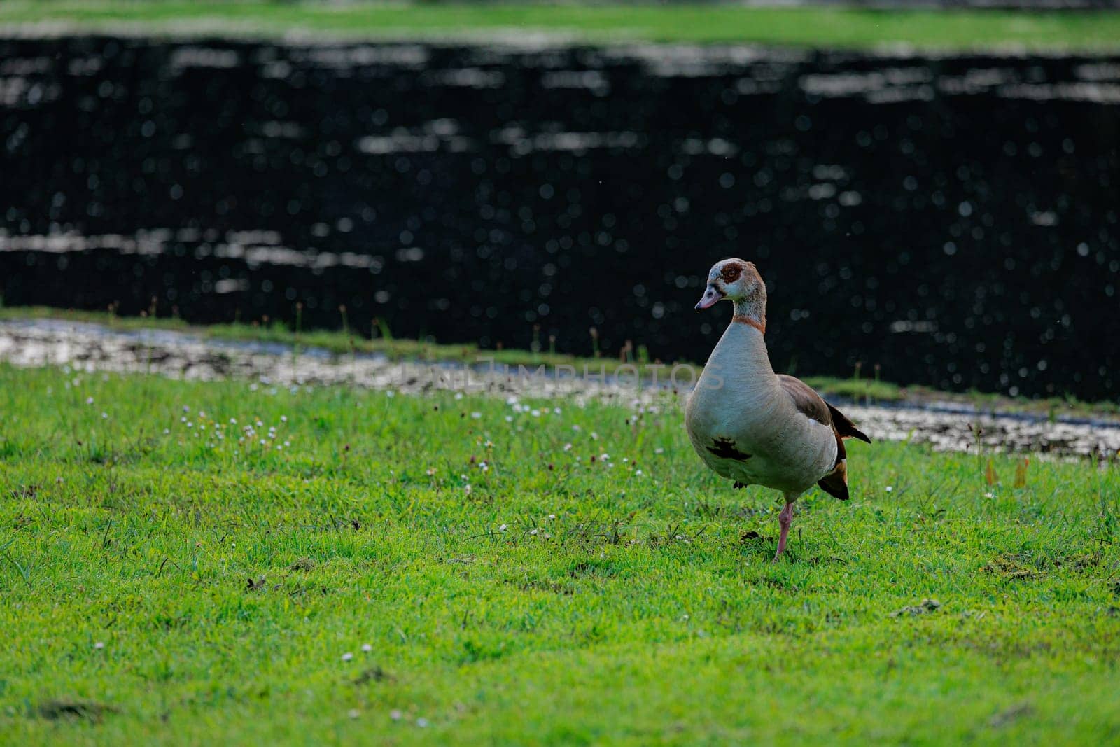 A goose is standing in a grassy field. The duck is brown and white. The grass is green and the sky is blue