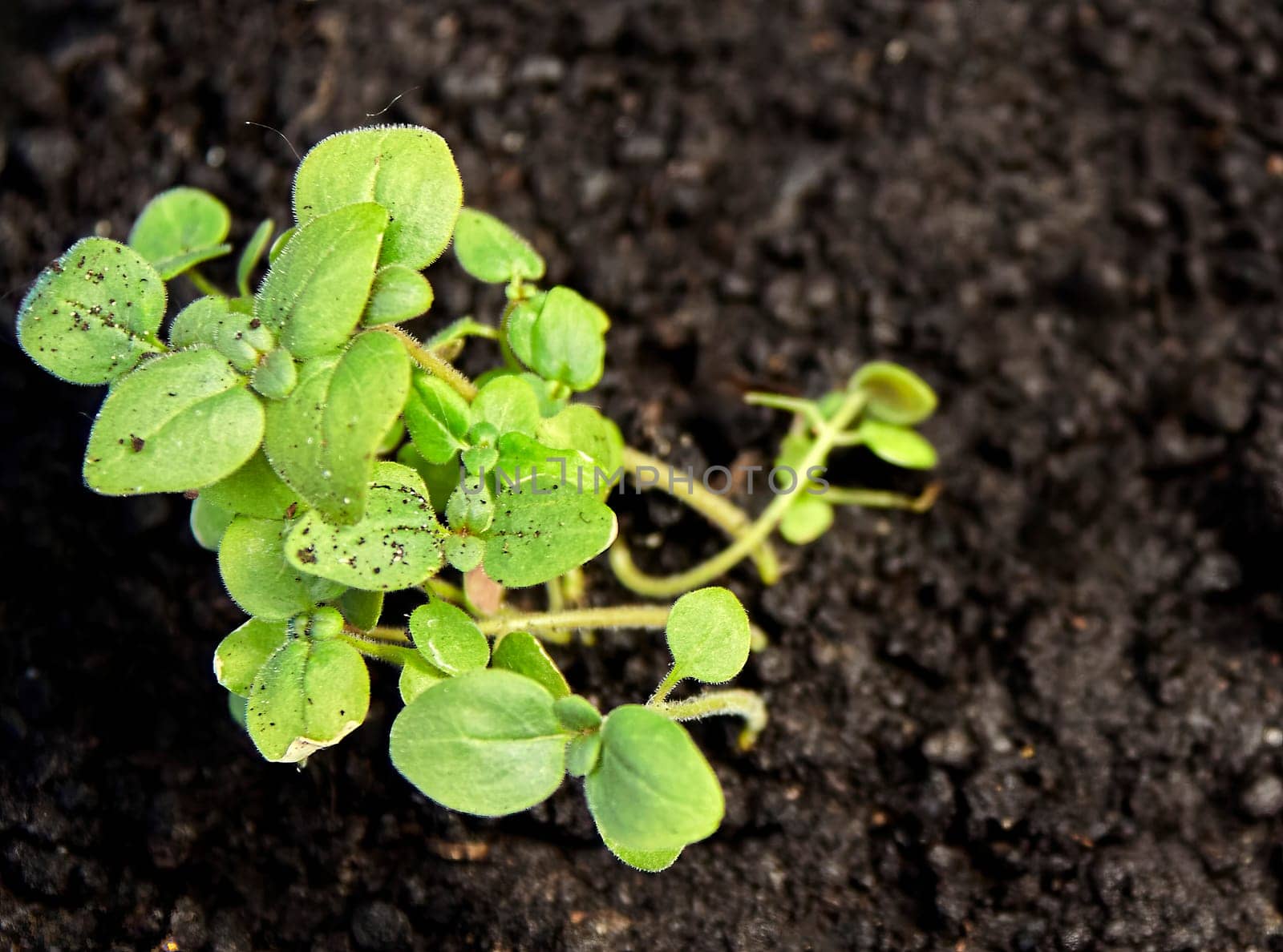 A small green sprout is growing out of the black soil. The sprout is a symbol of new life and hope. It is a reminder that even in the darkest of times, there is always hope for a better future.