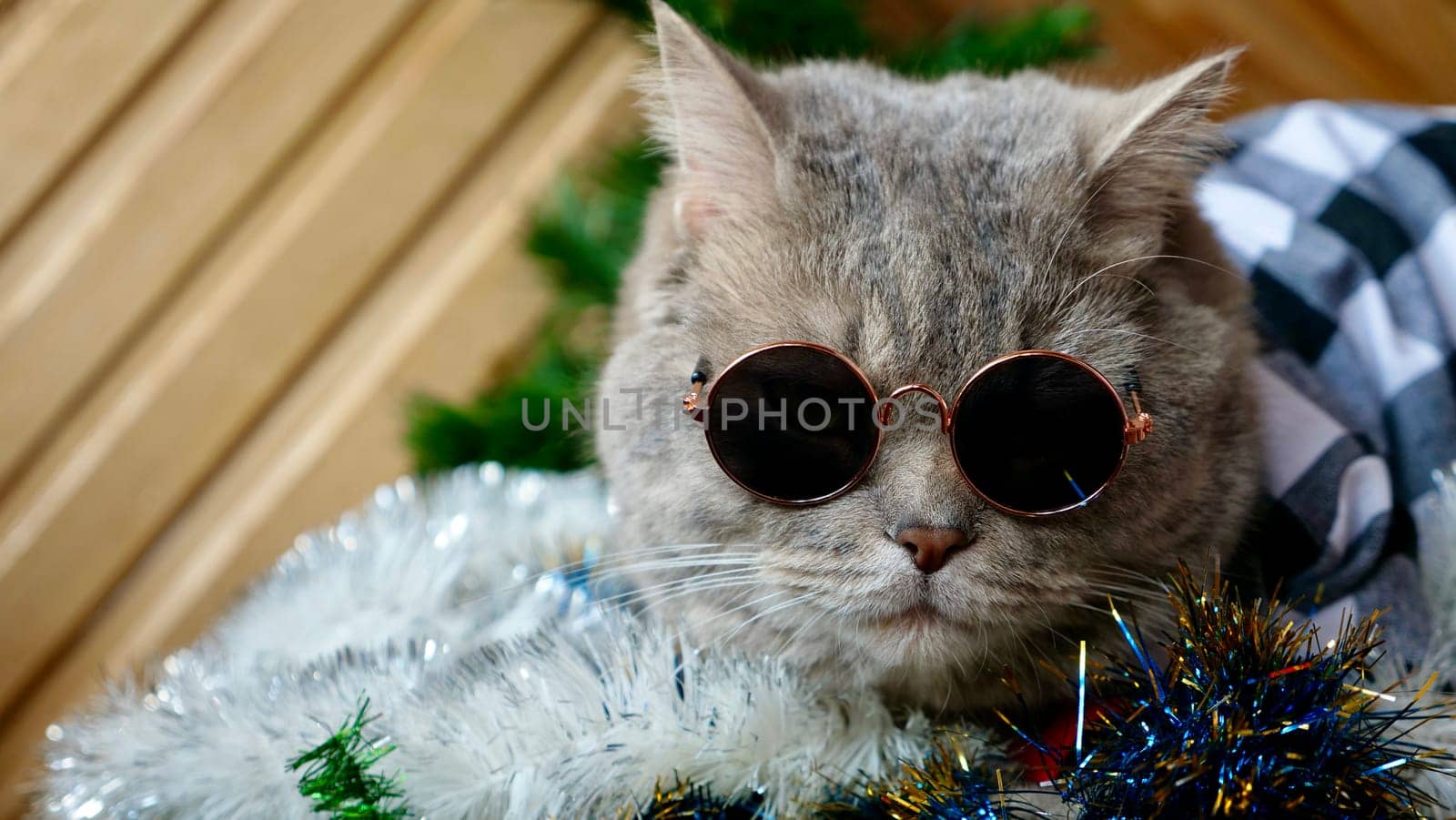 Scottish straight cat celebrates holiday eve Happy New Year 2025 and Merry Christmas. Pet in sunglasses is looking at the camera.
