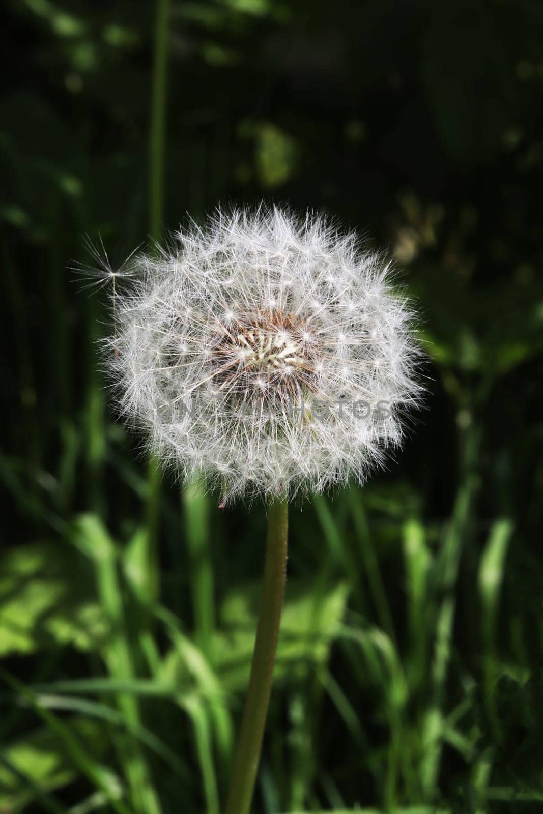White dandelion in dark green grass in sunny weather, a ray of light falling on it.