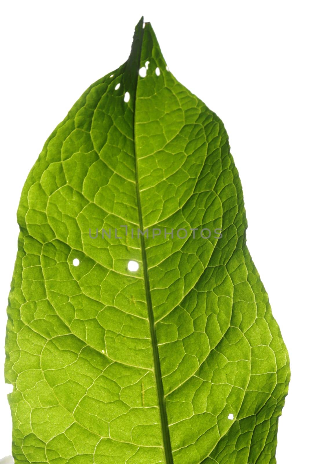 Green leaf closeup on a white isolated background.