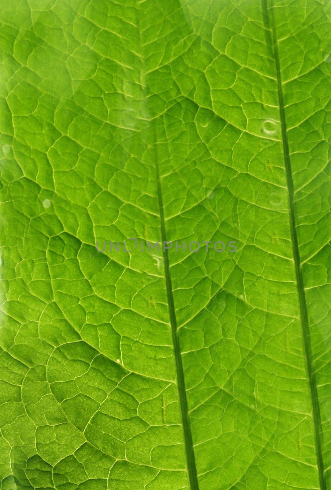 Texture of a living green leaf close-up, backlit. The surface of a green leaf close-up, texture and pattern of a living leaf.