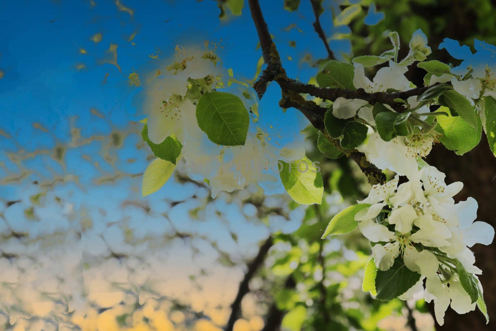 White flowers of an apple tree close-up against the background of a blooming orchard.