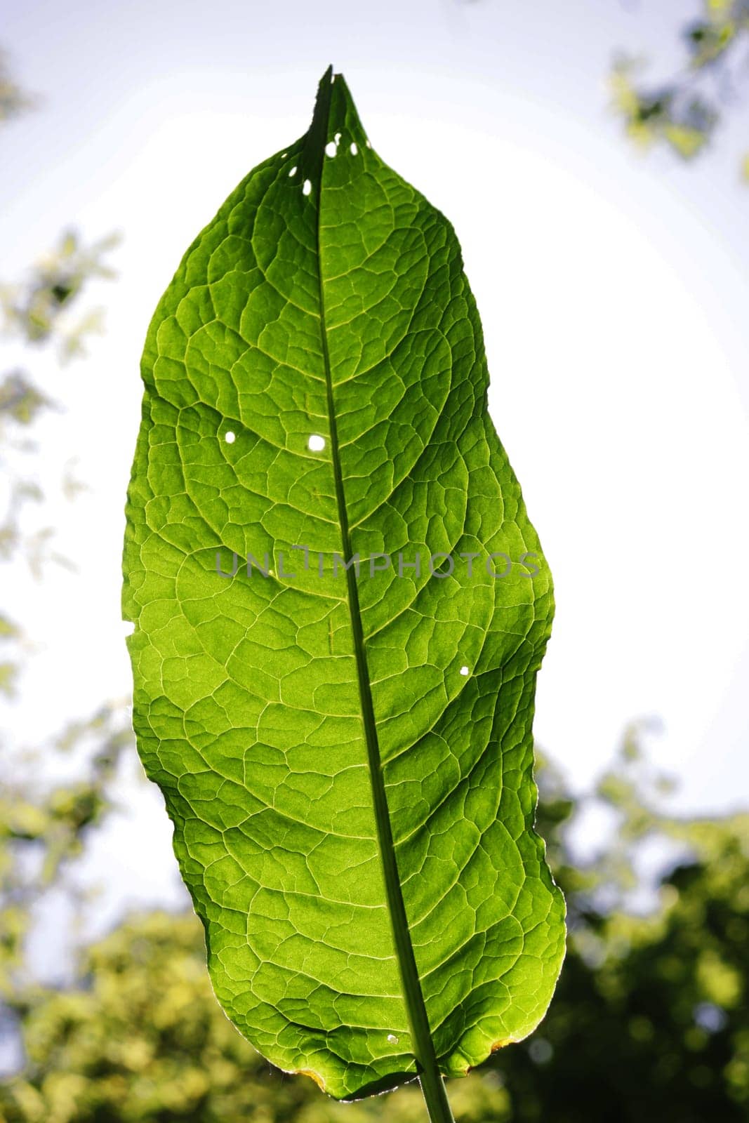 Close-up of a large green leaf, shallow depth of field.