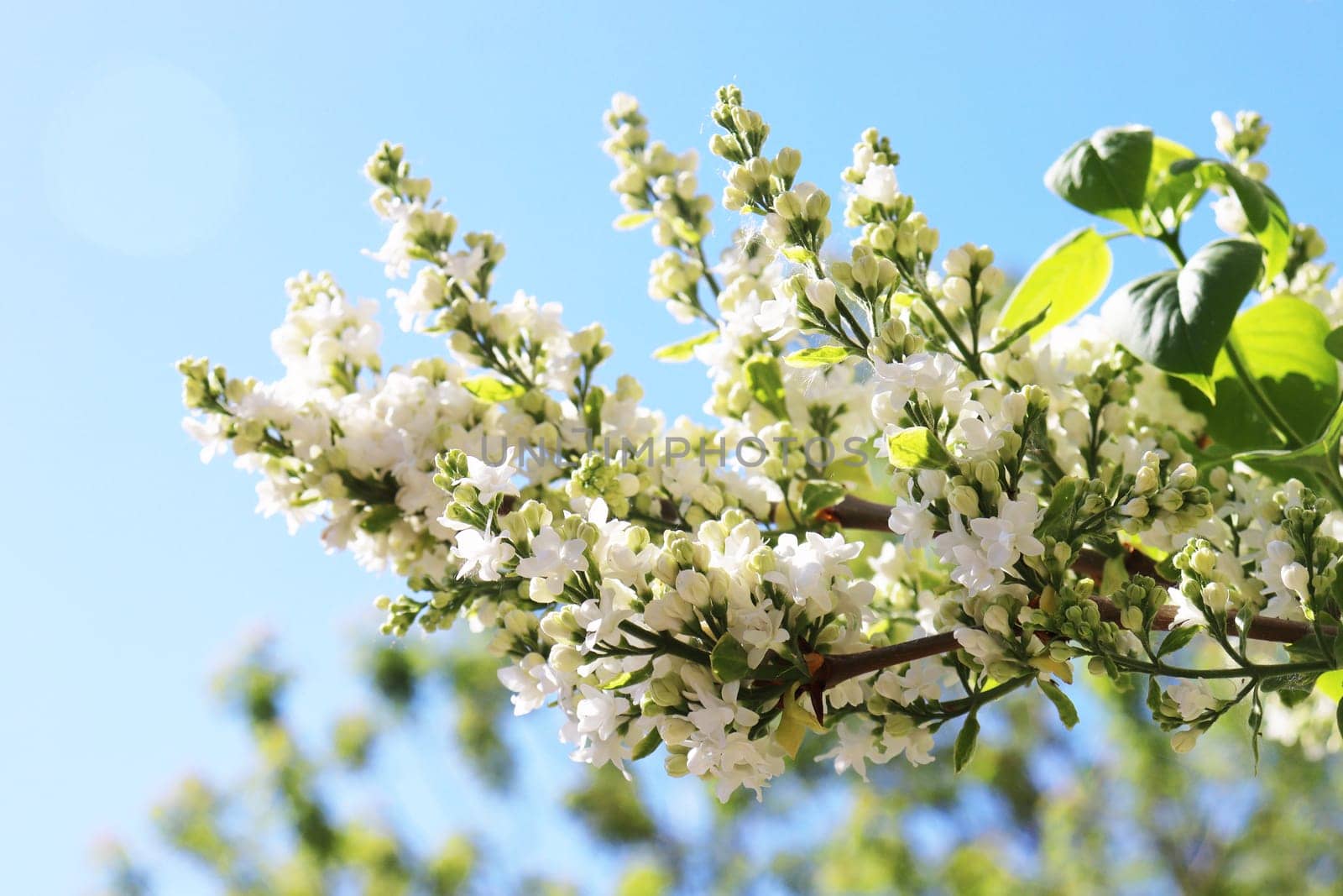 White flowers of a blooming apple tree close-up against a background of a bright blue sky.