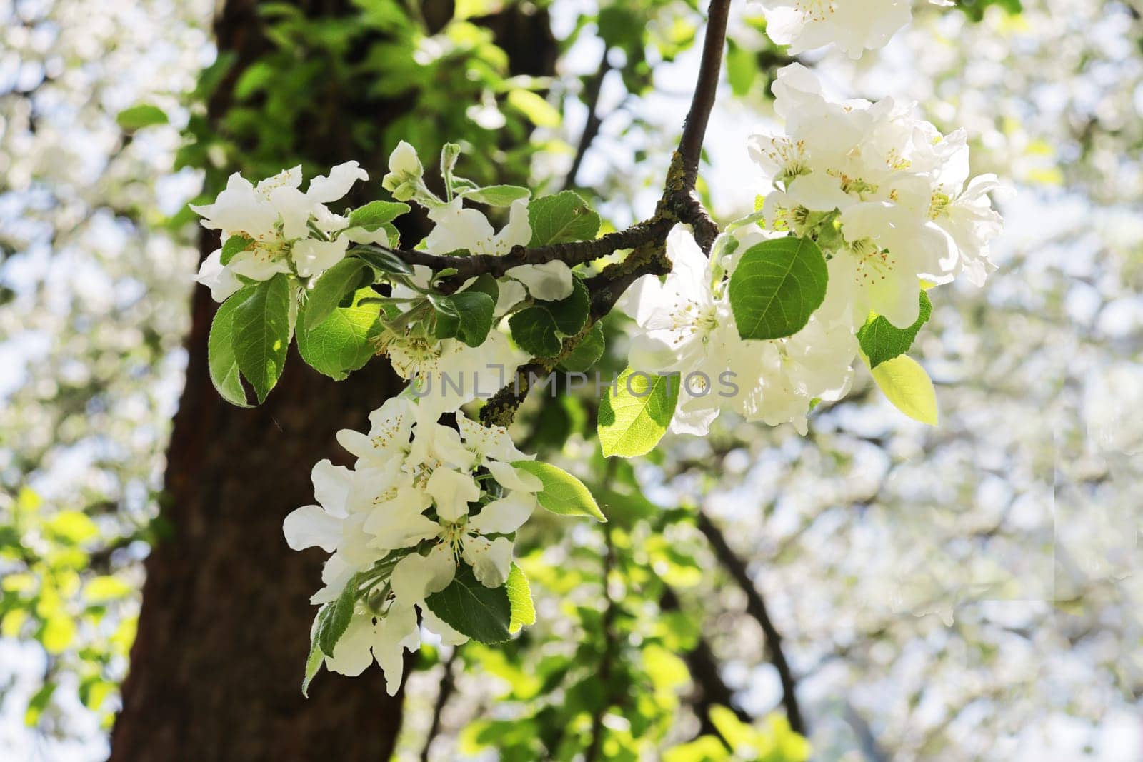 Glowing apple tree, close-up branch.