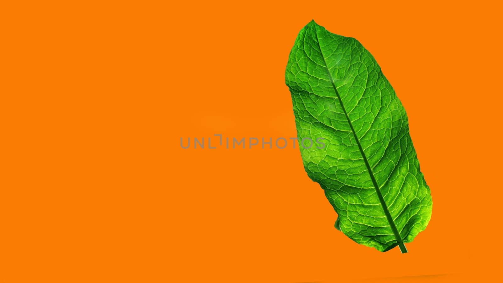 ..Large, green, fresh leaf on an orange isolated background. Banner for advertising.