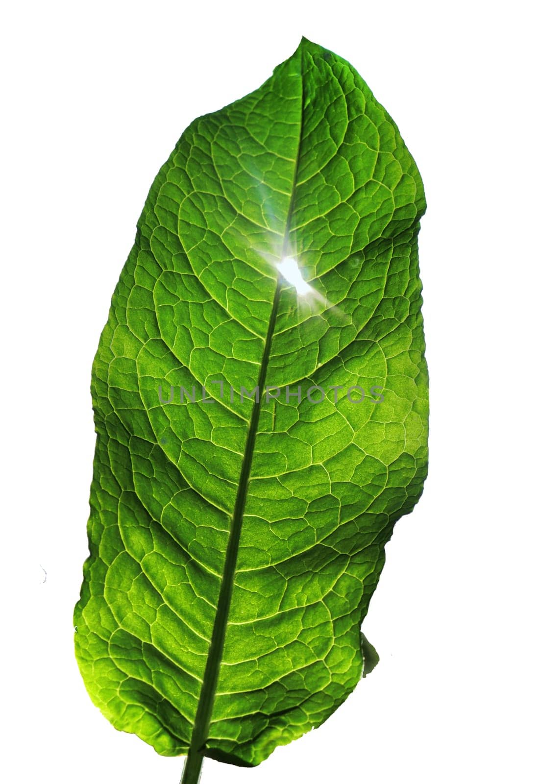 A beautiful, fresh, green leaf shines through with backlight on a white background. Glowing living leaf.