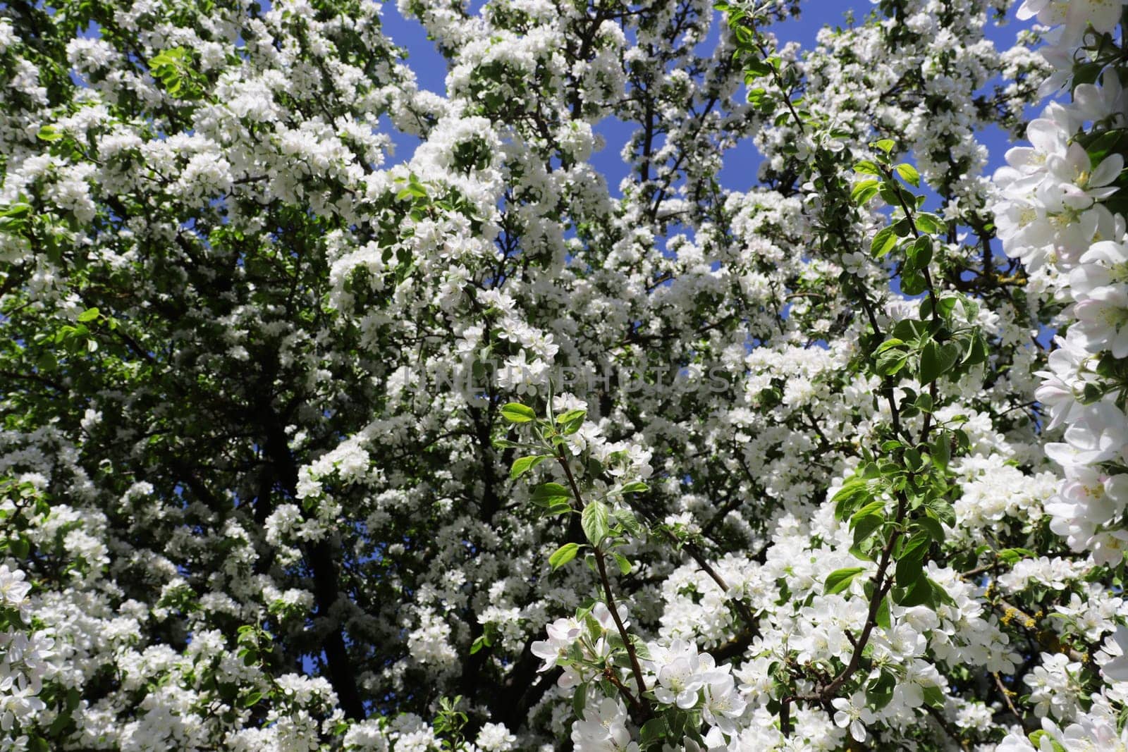Blooming apple tree branches close up. Background from apple tree flowers.