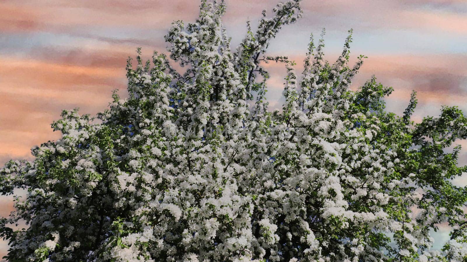 The top of a blooming apple tree against the background of a cloudy, evening, gloomy sky.