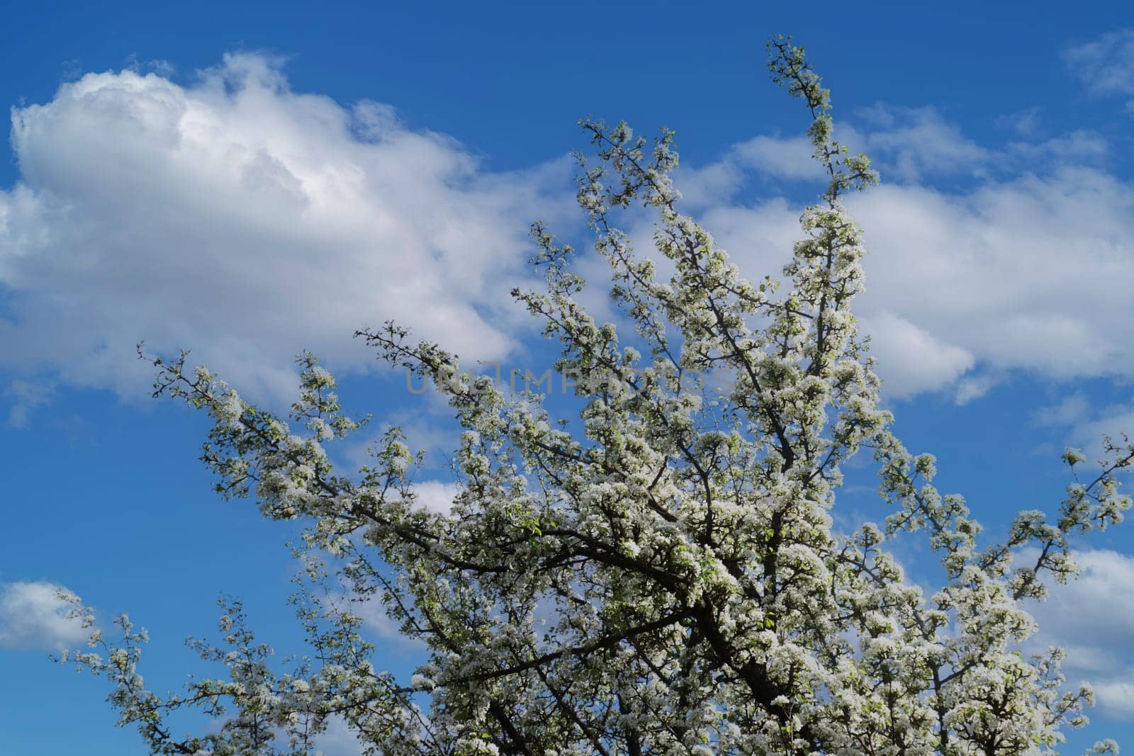 Tree top of a blossoming apple tree against the sky.