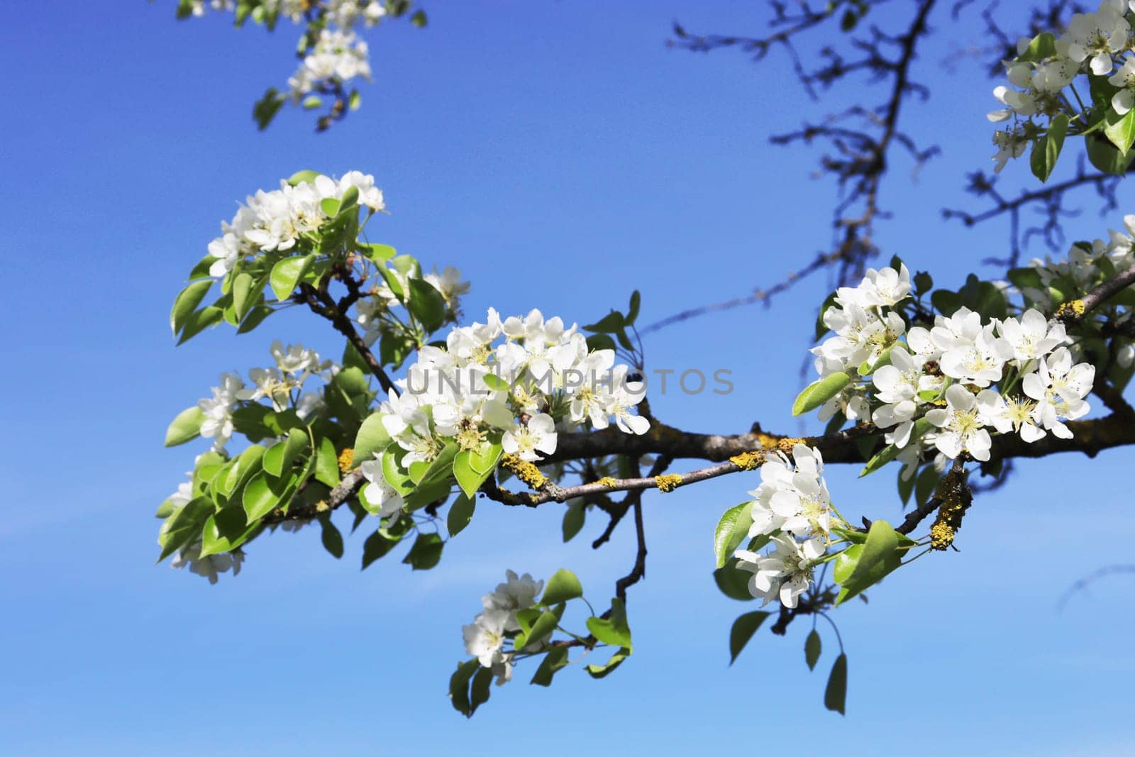 White flowers of a blooming apple tree close-up against a background of a bright blue sky.
