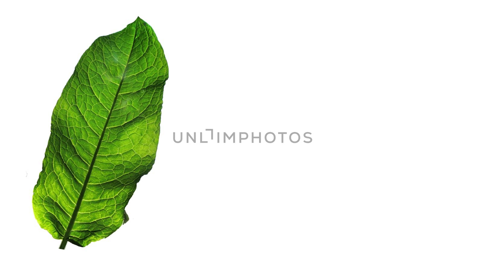 Large, green, living leaf on a white isolated background.