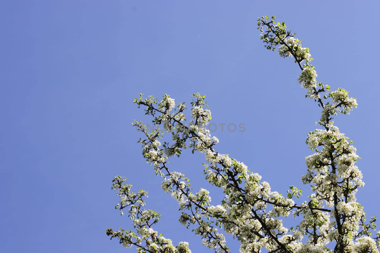 Photo of a white blossoming apple tree against the sky.