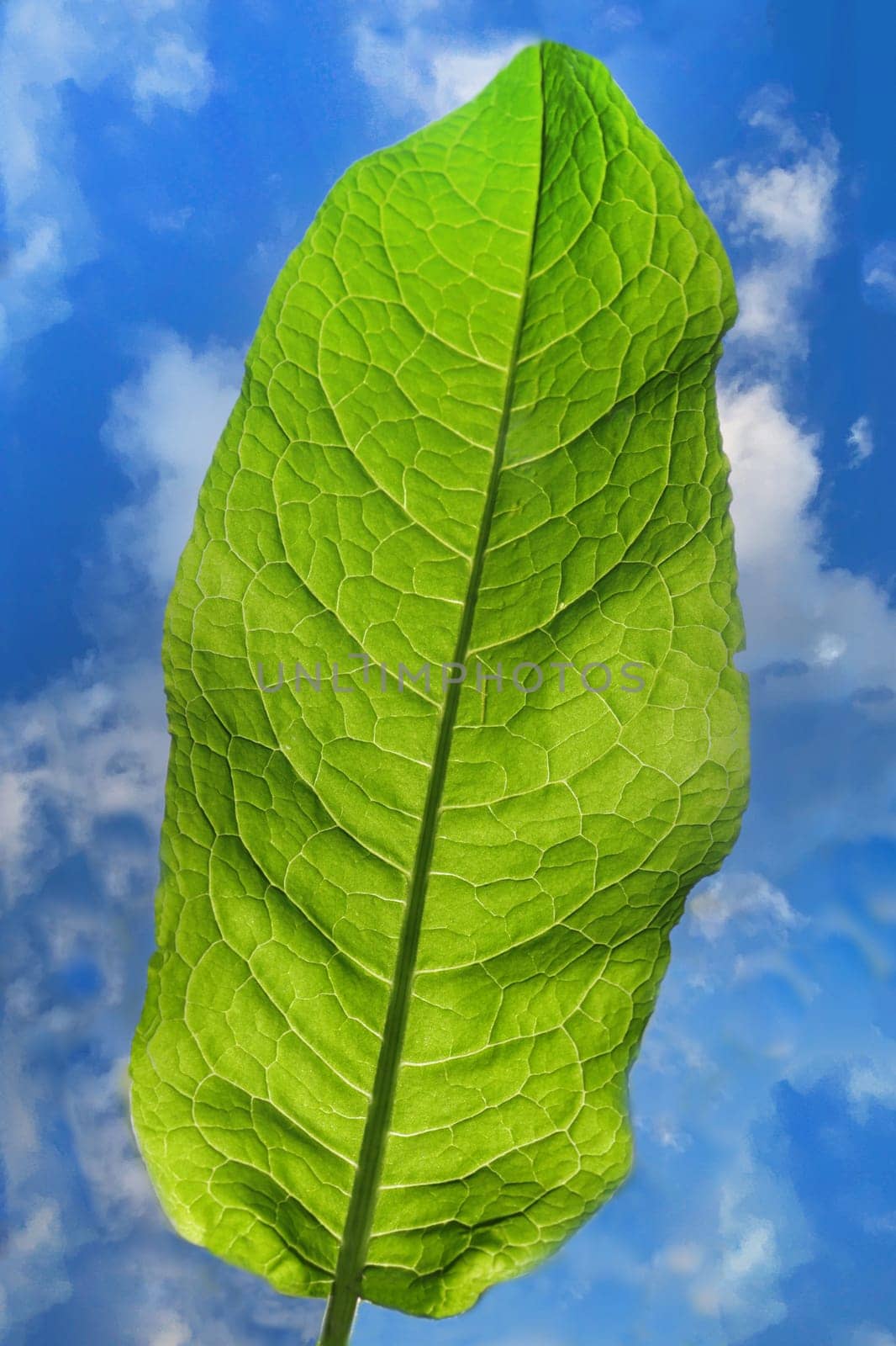 Abstract photo of a large fresh green leaf against a blue cloudy sky, close-up, backlit.