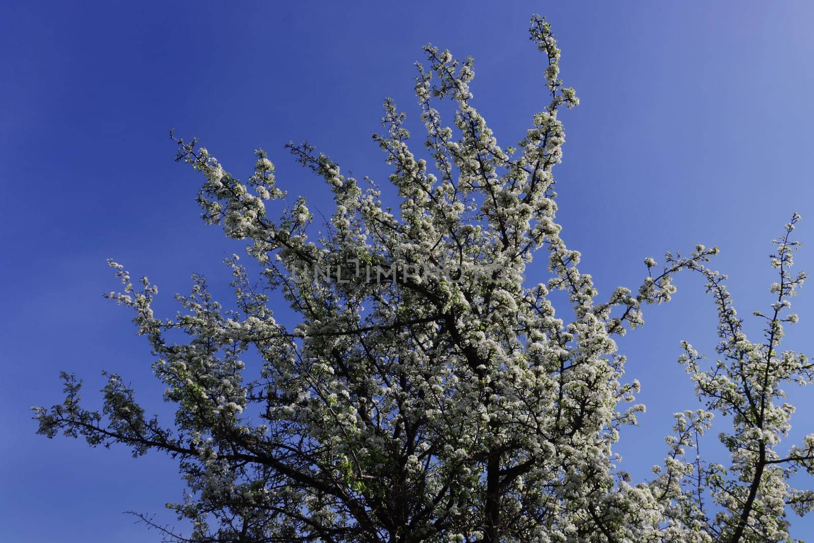 Photo of a white blossoming apple tree against the sky.