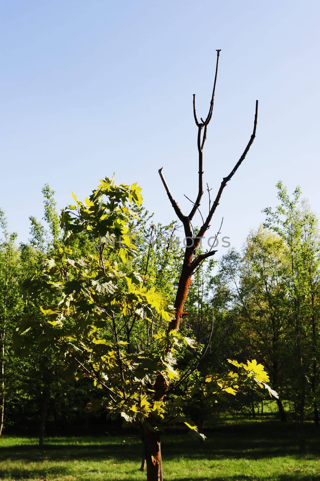 Young small tree with few leaves in the forest in summer.