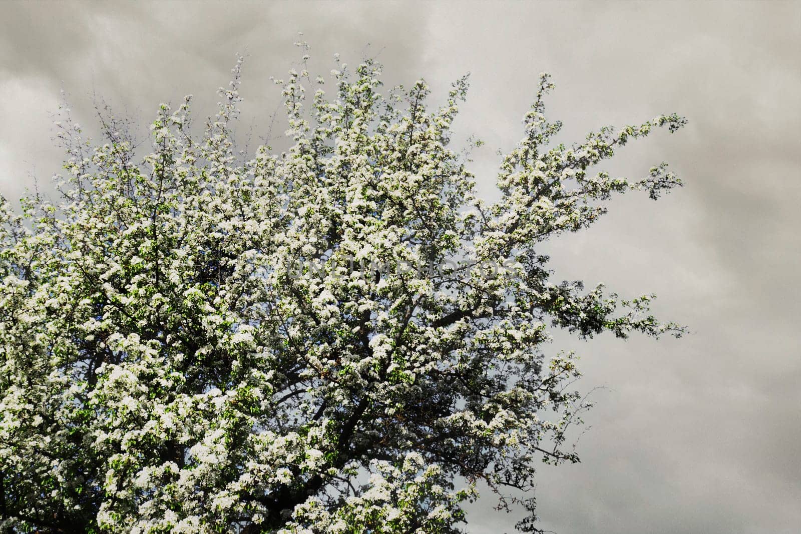 Photo of a blossoming apple tree against a cloudy sky before rain.