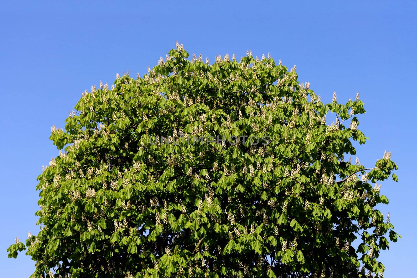 Chestnut flowering trees against a background of blue sky, view from below.