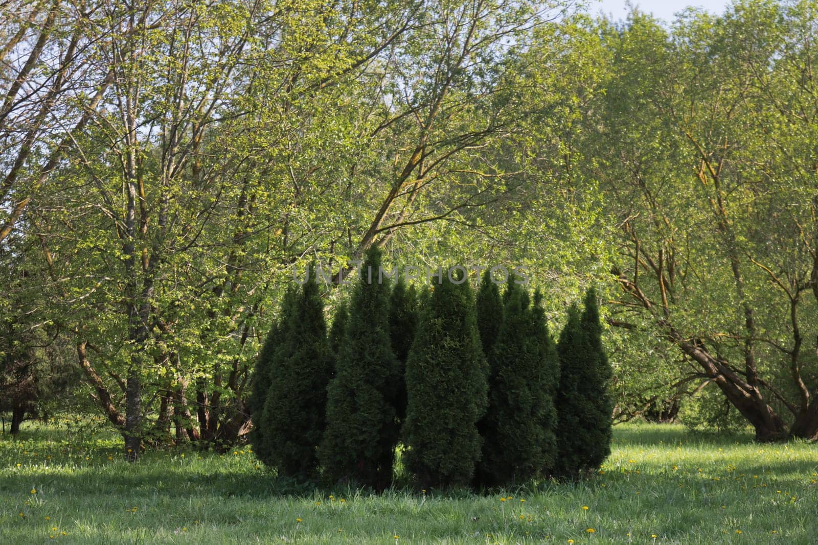 Planted for decoration in the Juniper recreation park.