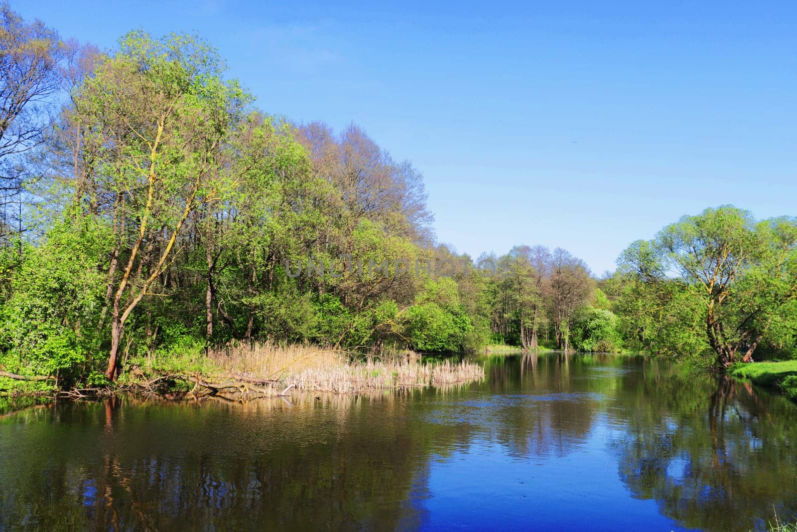 Forest, trees growing at an angle near the water on the shore.