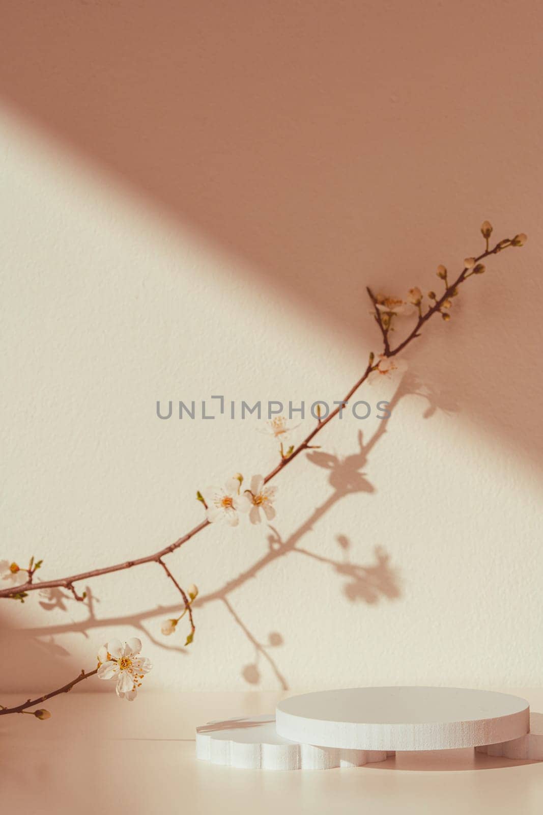 Blooming spring branches with flowers and its shadow on beige background in studio