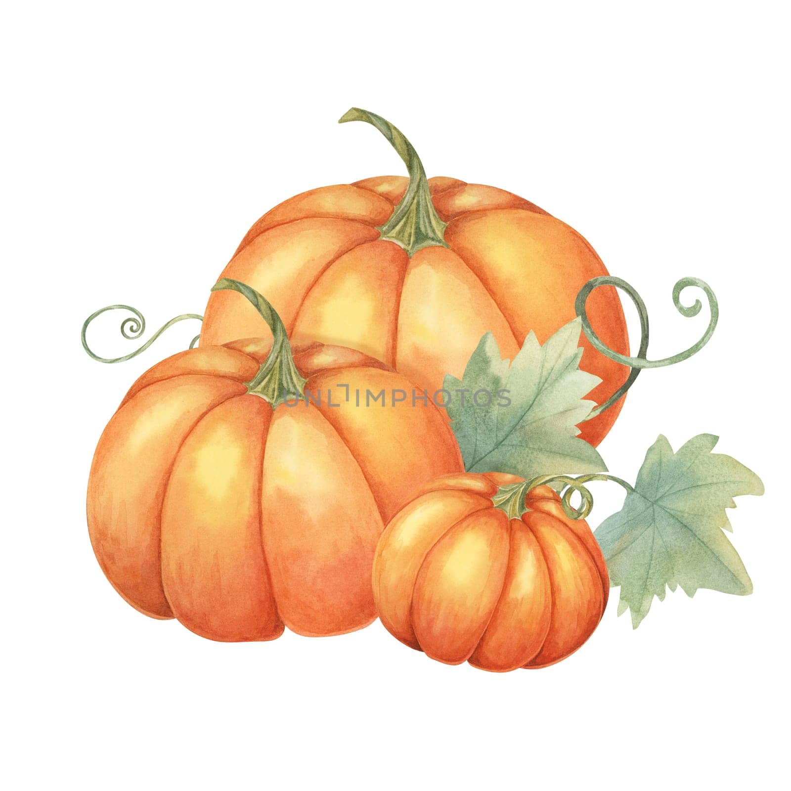 Three orange pumpkins with green leaves and vines. Bright squash illustration. Watercolor clipart suitable for autumn decor, stickers, Thanksgiving cards, and harvest festival promotional materials
