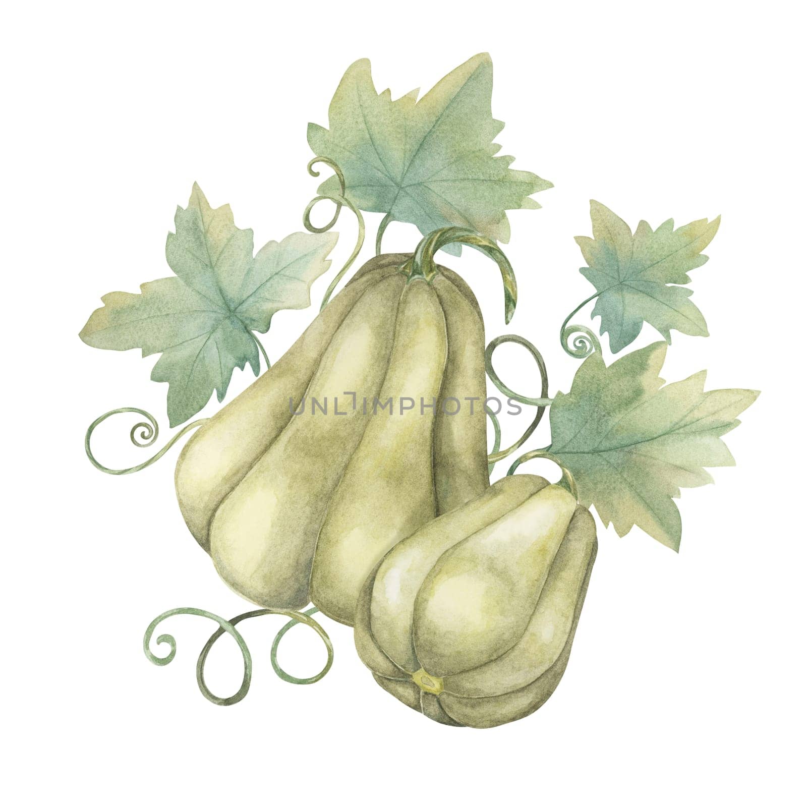 Green gourds watercolor illustration. Realistic autumn vegetable. Squash clipart for seasonal cottagecore decor, Thanksgiving cards and invitations, festive merchandise and social media, scrapbooking