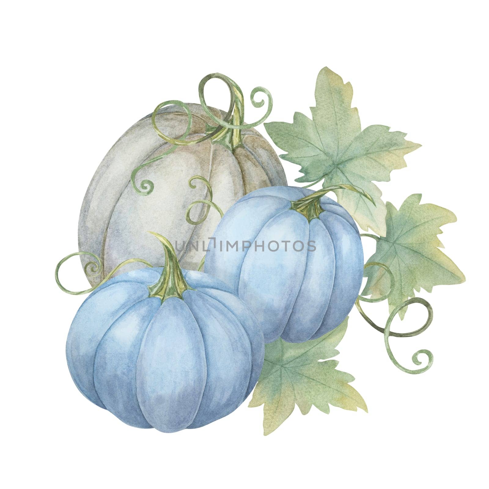 Two blue pumpkins and one white pumpkin with green leaves. Pastel colored squash illustration. Watercolor clipart for autumn wedding invites, seasonal marketing, Thanksgiving and unique fall decor