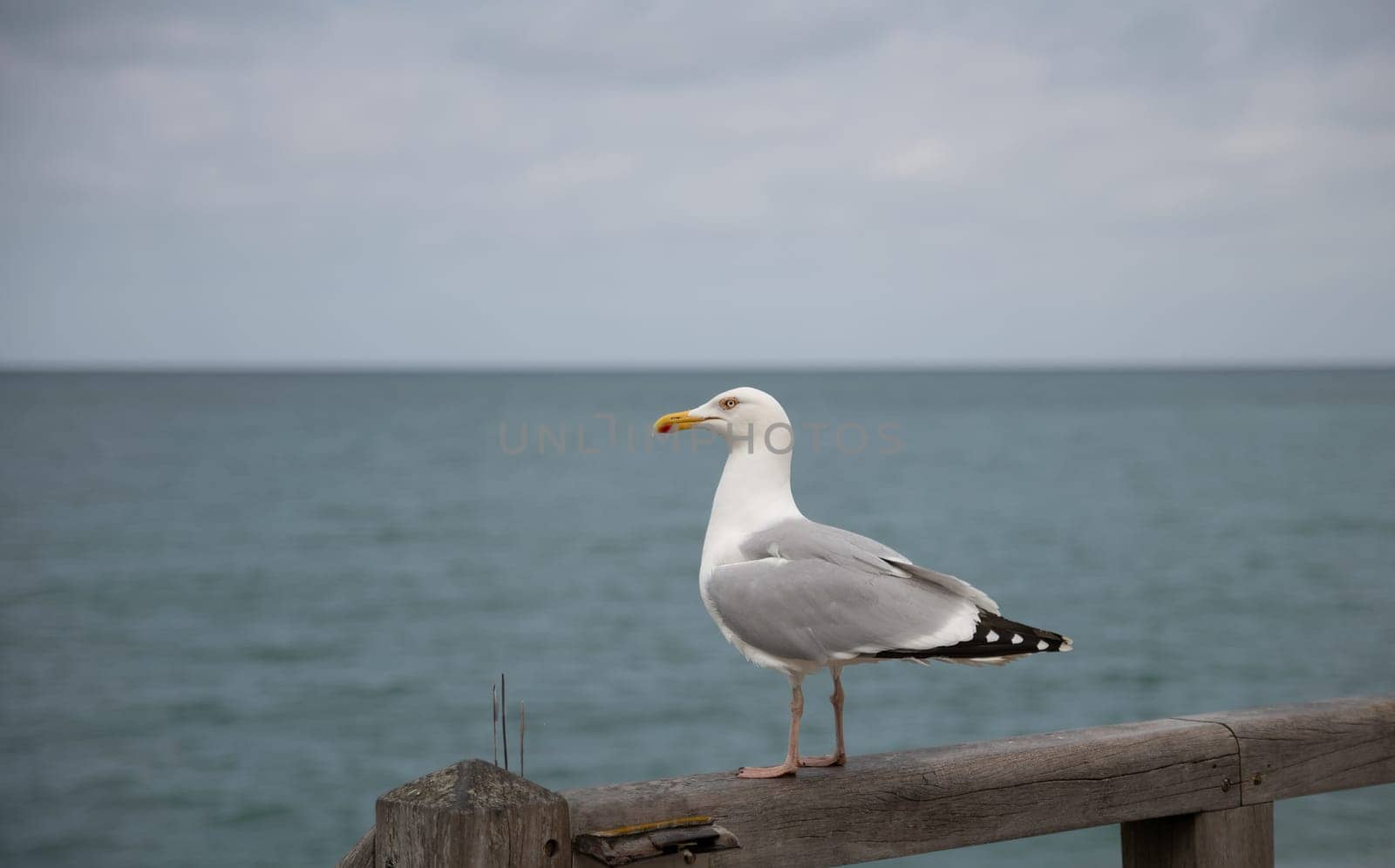 seagull standing on wooden pole with view on the ocean 