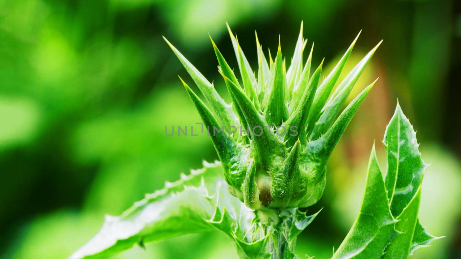 Green unopened bud of the Milk Thistle plant, macro photo. Close-up of thistle flower,