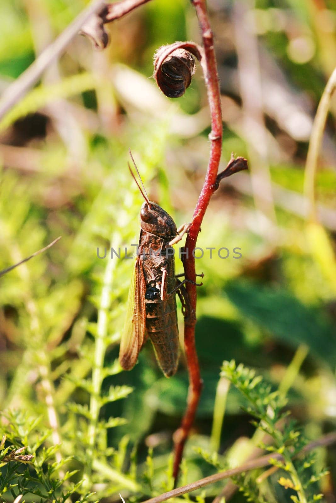 A brown grasshopper climbs up the trunk of a green plant, macro. Chorthippus parallelus, perching on grass.