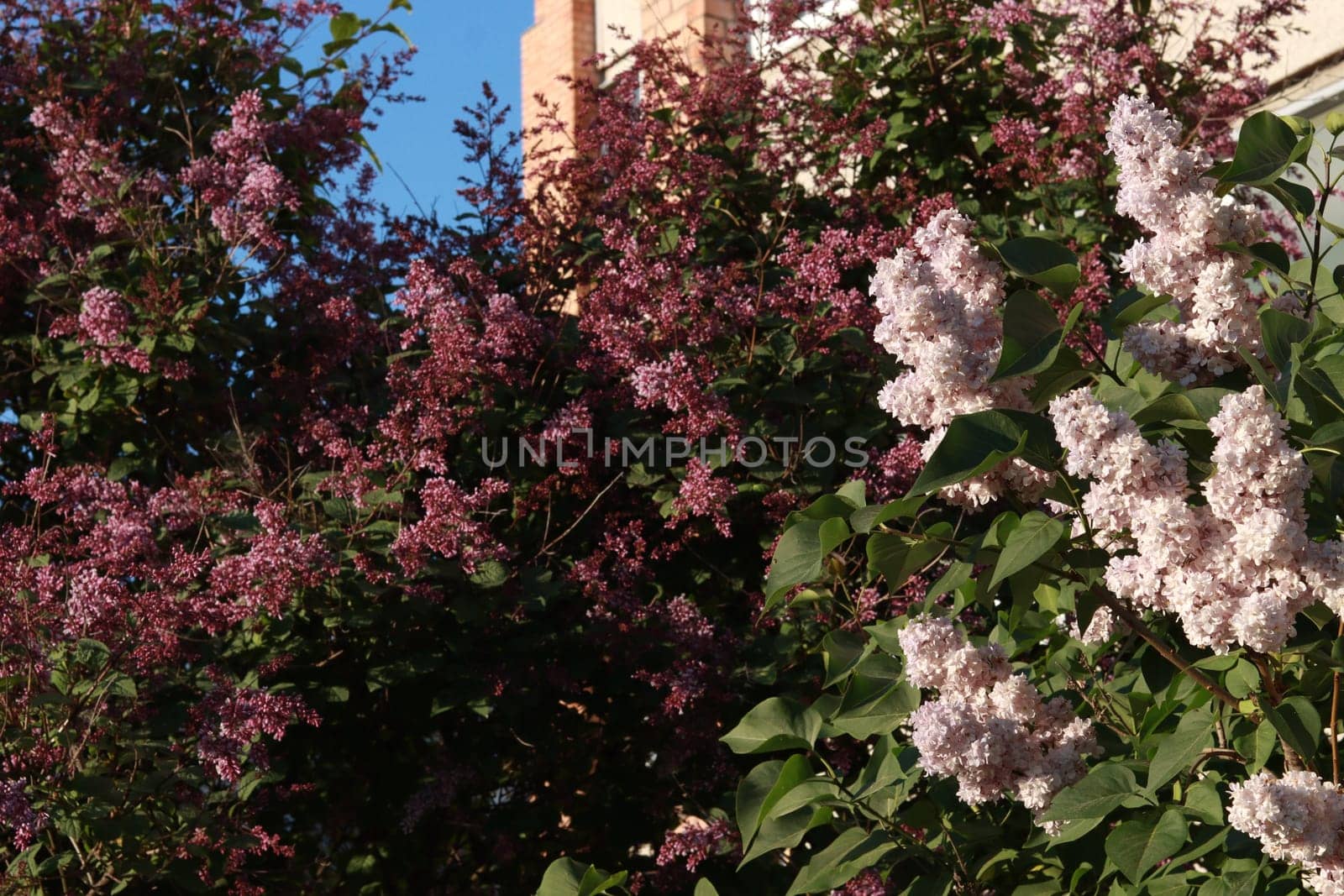 Branches of white and red lilac bush against blue sky and residential high-rise building. Lilac blossom flowers spring view.
