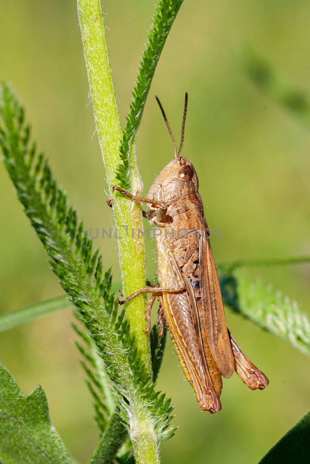 Chorthippus parallelus, perching on grass. A brown grasshopper climbs up the trunk of a green plant, macro.