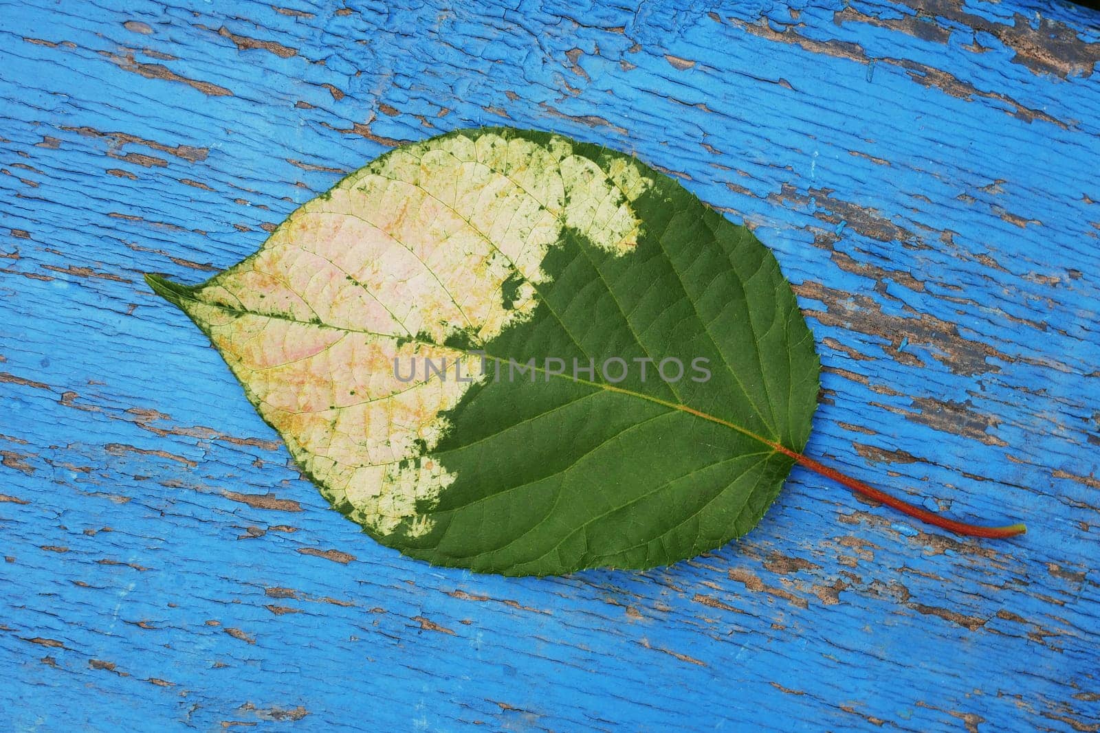 A fallen, yellowed leaf from a tree lies on a wooden surface with worn blue paint. Fallen leaf on a blue background.