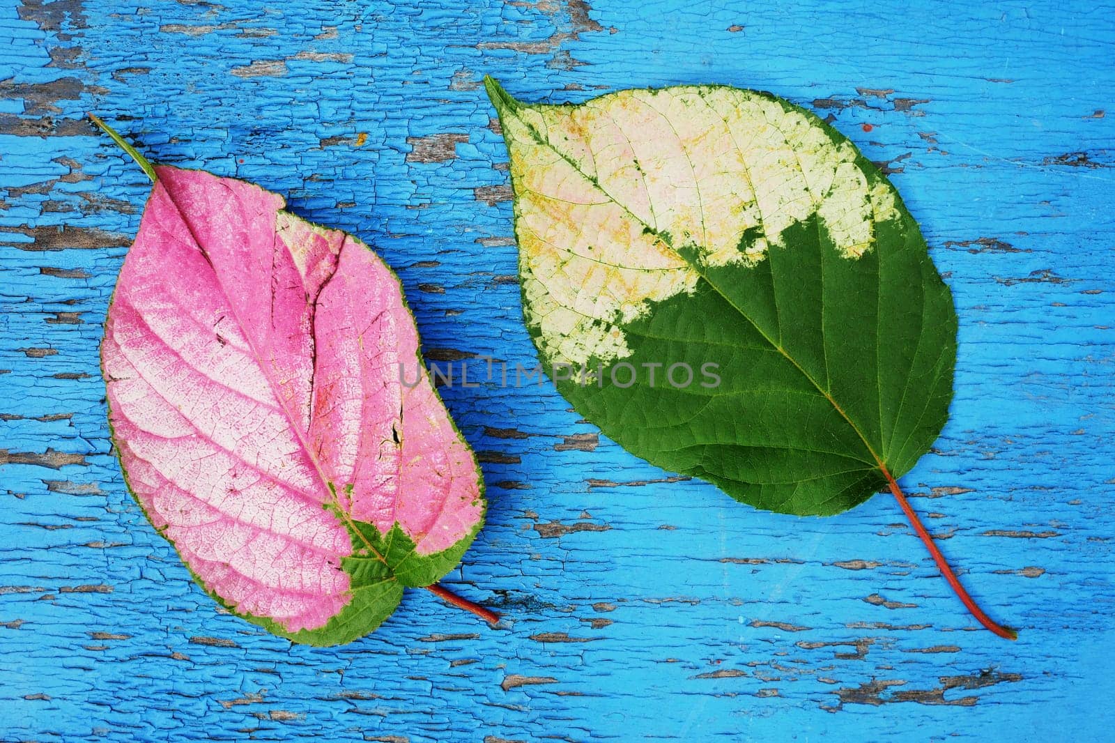 Actinidia leaves, yellowed and reddened by disease, lie on a wooden surface with peeling, old blue paint. two living leaves,